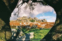 Pew Tor framed by hawthorn