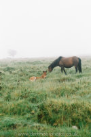Dartmoor Mare and Foal in dawn mists