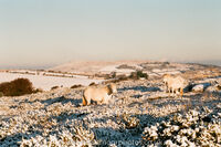 Dartmoor Ponies Golden light to Easdon Tor