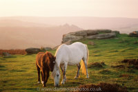 Dartmoor ponies with Houndtor