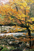 River Dart deep in the Dart gorge