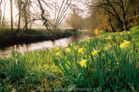 Wild Daffodils River Teign
