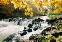 River Teign Weir and Salmon Leap