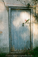Rose on barn door, first light 1