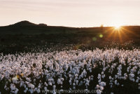 Cotton grass with Saddle Tor Sunset