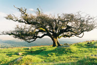 Sheep's Tor through the Hawthorn