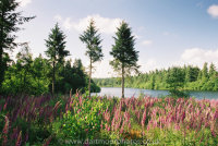 Tottiford Reservoir with foxgloves