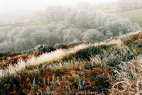 Hoarfrost Trendlebere Down
