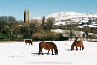 Dartmoor Ponies, Widecombe-in-the-Moor