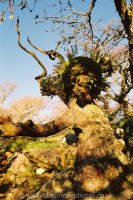 Ancient Oak Wistman's Wood