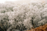 Hoarfrost Yarner Woods