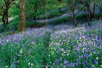 Bluebells and Stichwort with Badger Track
