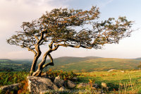 Combestone Tor Hawthorn