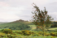 Houndtor with Mountain Ash