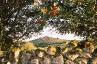 Houndtor framed by Mountain Ash and Stone Wall