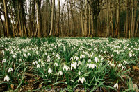 snowdrops Whiddon Woods