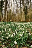 Snowdrops Whiddon Woods