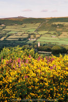 Widecombe heather and gorse
