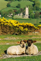 Widecombe lambs