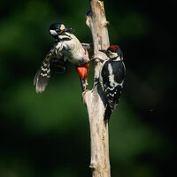 Just some random nice critter images