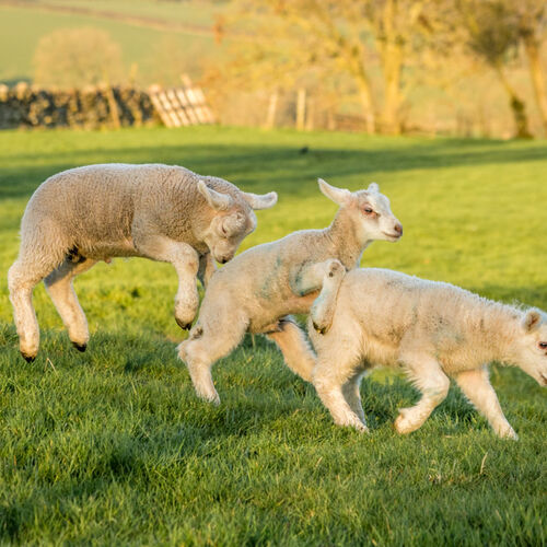 APRIL - LAMBING TIME
