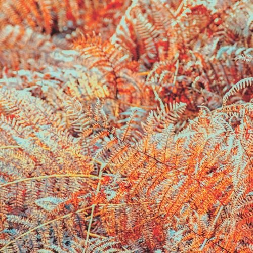 AUTUMN FERNS - currently out of stock
