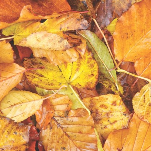 FALLEN AUTUMN LEAVES
