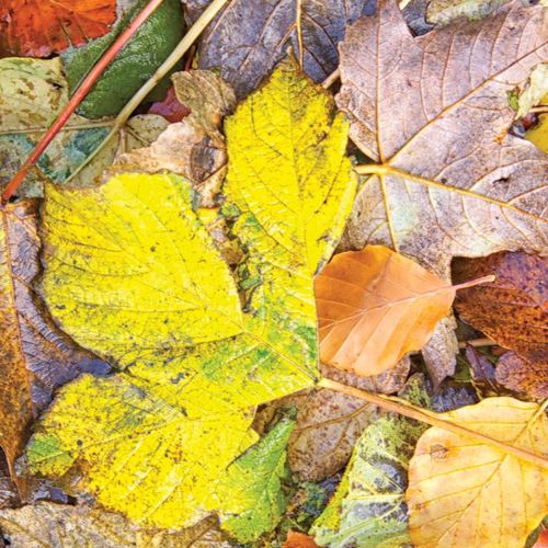 COLOURS OF AUTUMN