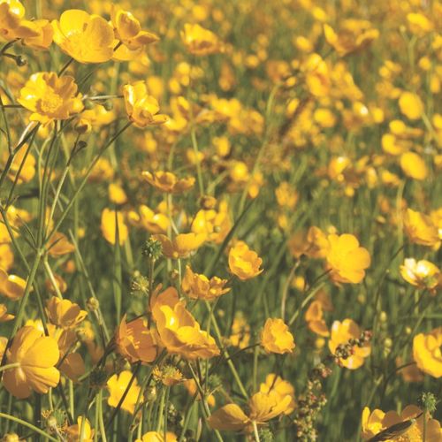 BUTTERCUPS