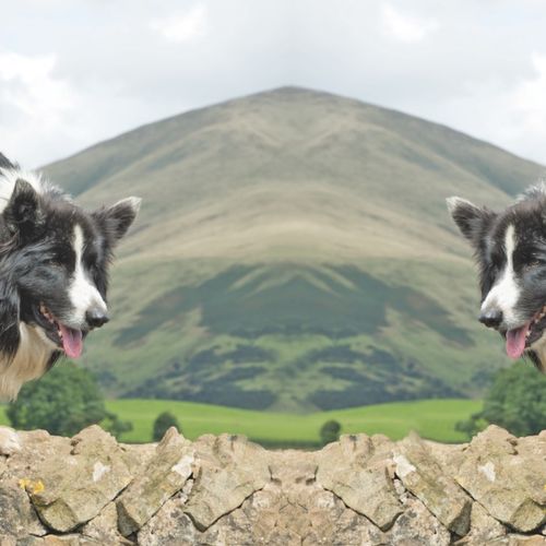 A WORKING COLLIE - currently out of stock