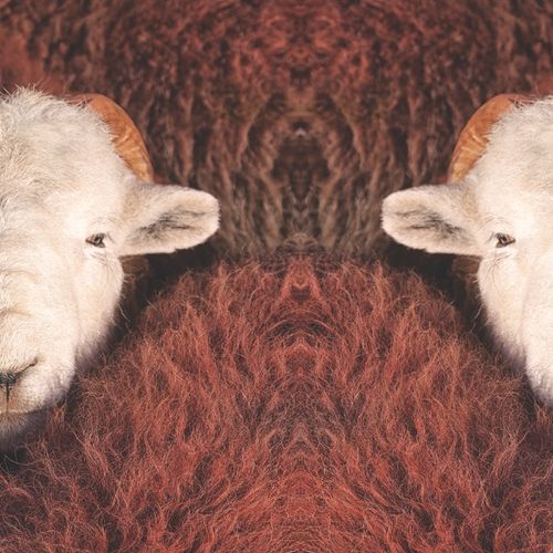 COSY WARM HERDWICK SHEEP