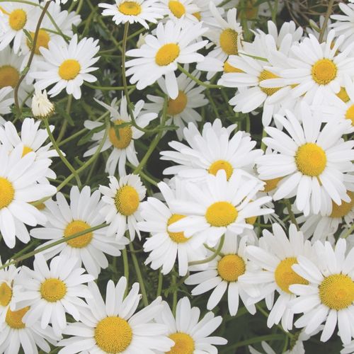 DAISIES