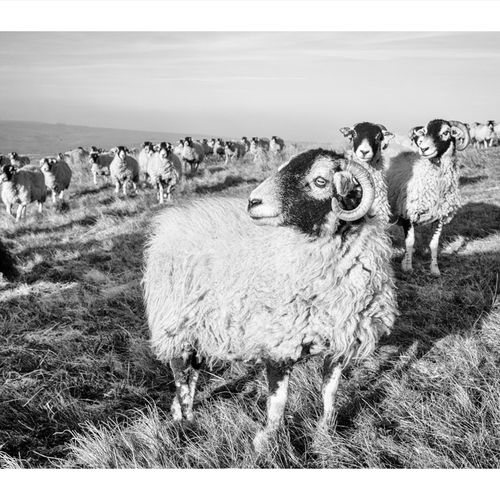 FEEDING ON THE FELLS 024 February 24, 20183J8A4433 5472 x 3648-Edit