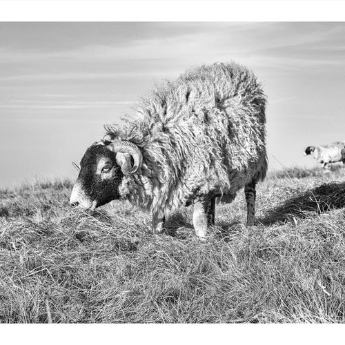 FEEDING ON THE FELLS 113 February 24, 20183J8A4523 5472 x 3648-Edit-Edit