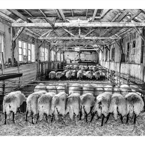 FOULSYKE FARM 155 April 19, 2018BJ0A0155 5760 x 3840-Edit