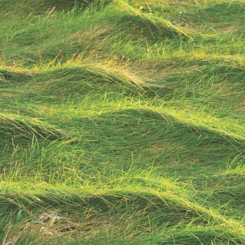 BEAUTIFUL WAVES OF GRASS AT THE MULL OF GALLOWAY LIGHTHOUSE