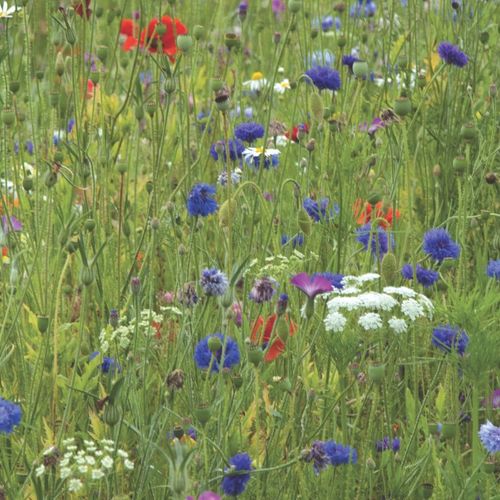WILD HAYFLOWER MEADOW