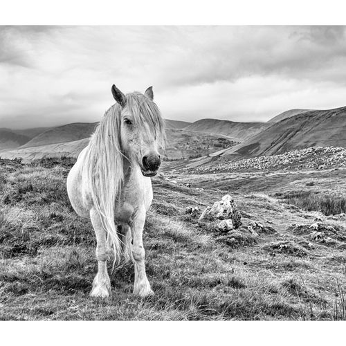 HOWGILL PONIES 014 August 27, 2017IMG 3467 5184 x 3456-Edit-Edit-2