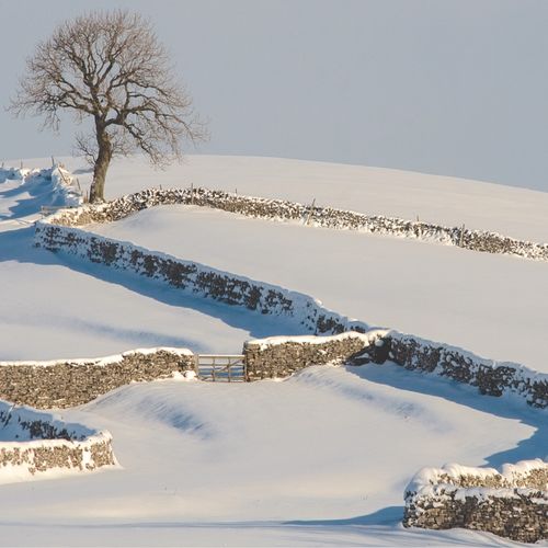 JANUARY - LONE ASH TREE