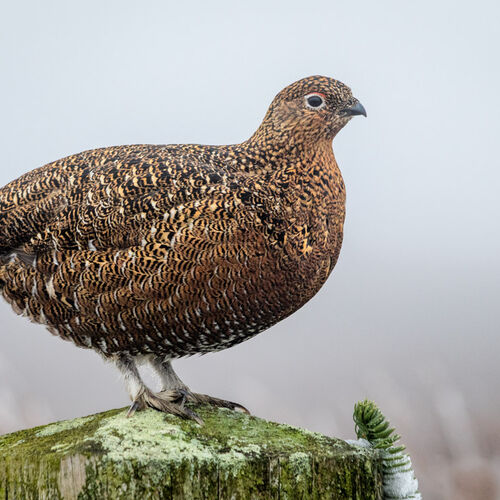 JANUARY - MOORLAND RED GROUSE