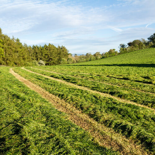 JUNE - EARLY EVENING SILLAGING NEAR APPLEBY