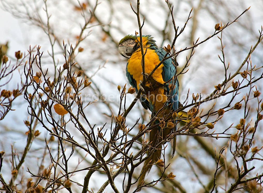 KIRKBY STEPHEN MACAW