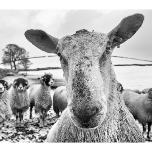 LAMBING LIVE JAN 2018 141 January 20, 2018IMG 4475 5184 x 3456-Edit-Edit