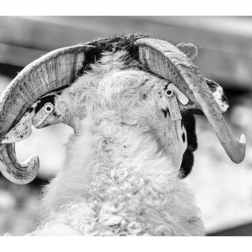 LAMBING LIVE JULY 2018 407 July 21, 2018BJ0A6867 5760 x 3840-Edit