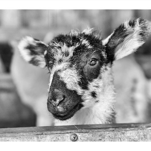 LAMBING LIVE LAMBS-3840 197-Edit