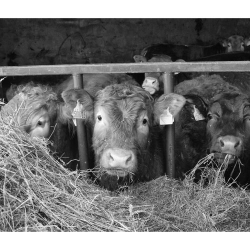 LAMBING LIVE MAR 2018 142 March 03, 20183J8A5181 5472 x 3648-Edit