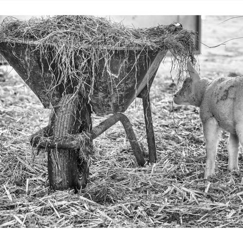 LAMBING LIVE MAY 2018-3840 276-Edit