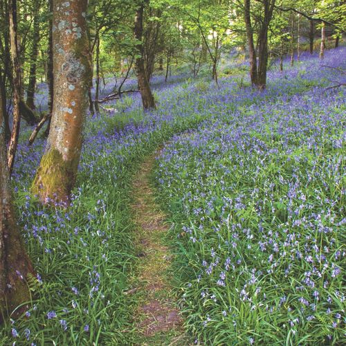 MAY - BLUEBELL WOODS