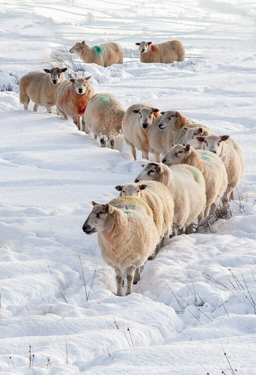 FORM AN ORDLEY QUEUE