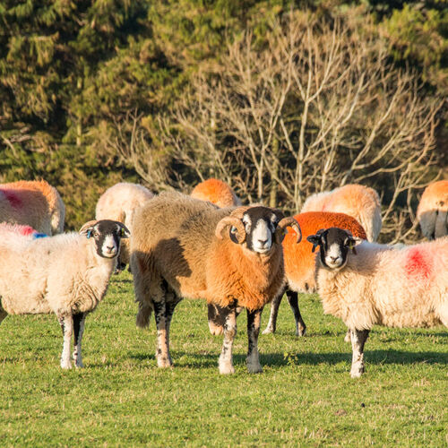 NOVEMBER - TUPPING TIME